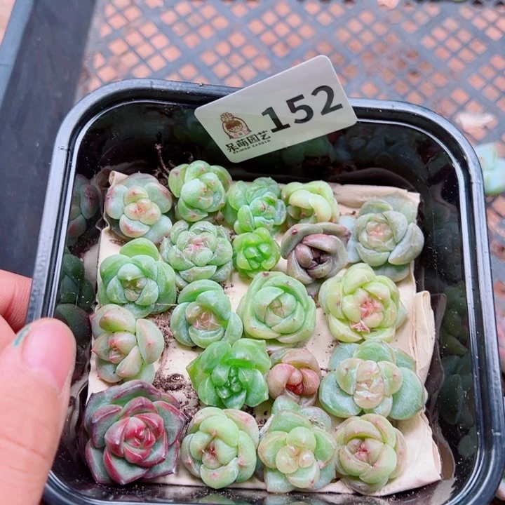 发***橙多肉植物多肉植物