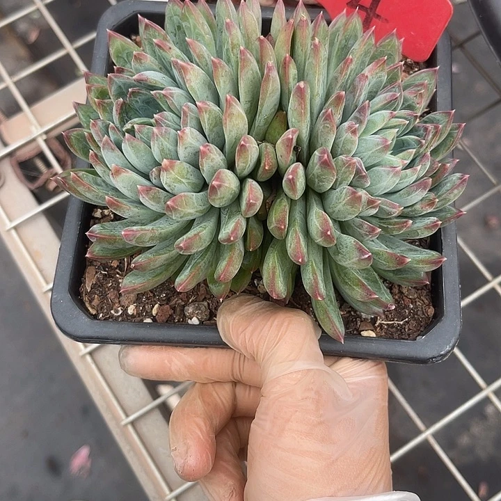 两单包邮，一物一拍4美人