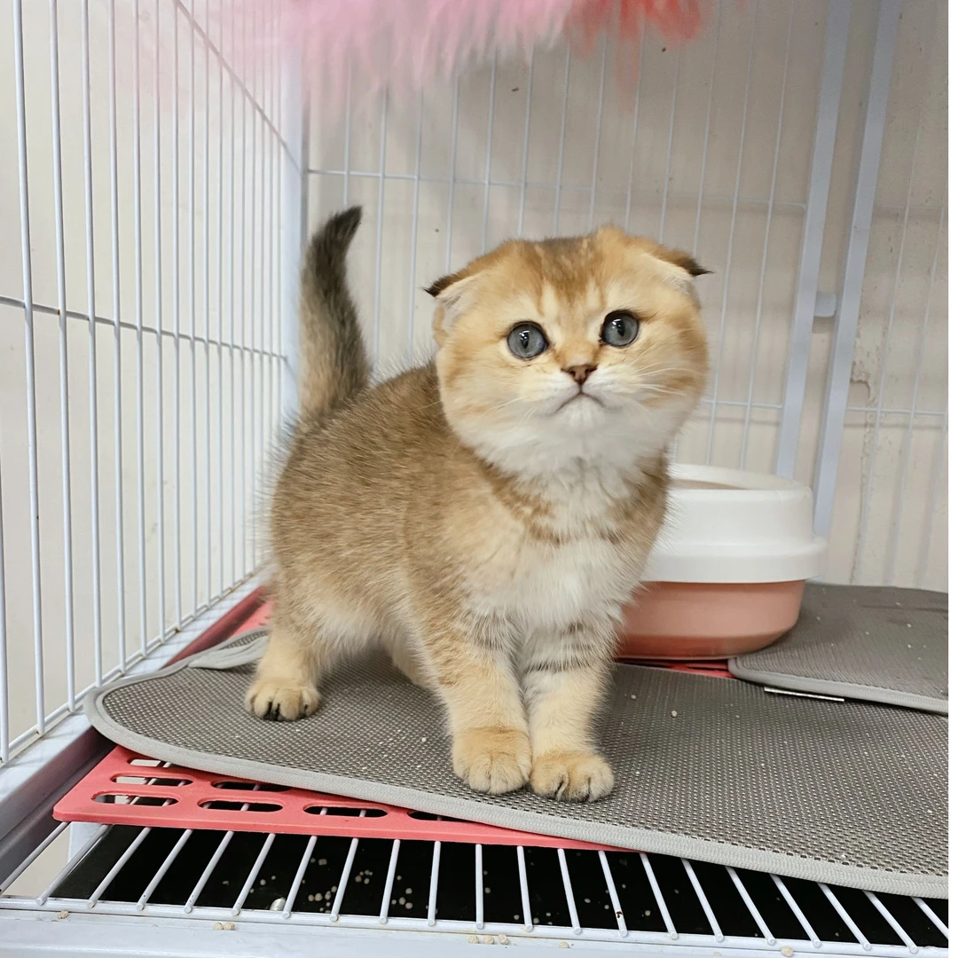 【橘子猫屋】英短折耳金渐层妹妹