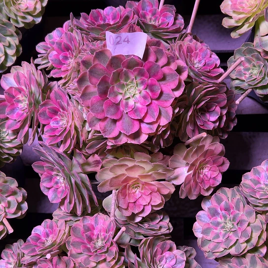 024雨荷多肉法师植物