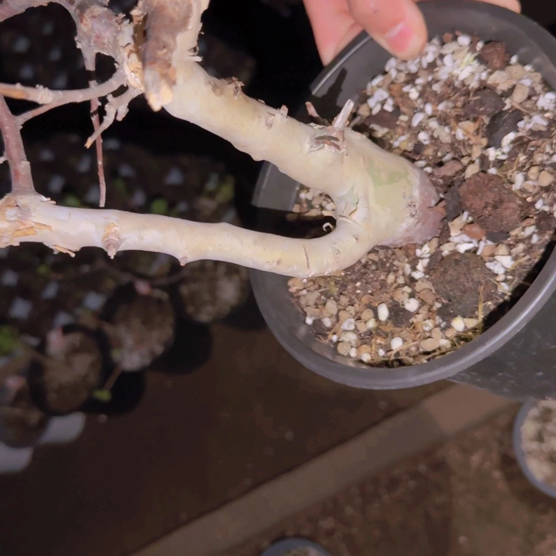 冒***哥块根植物块根植物