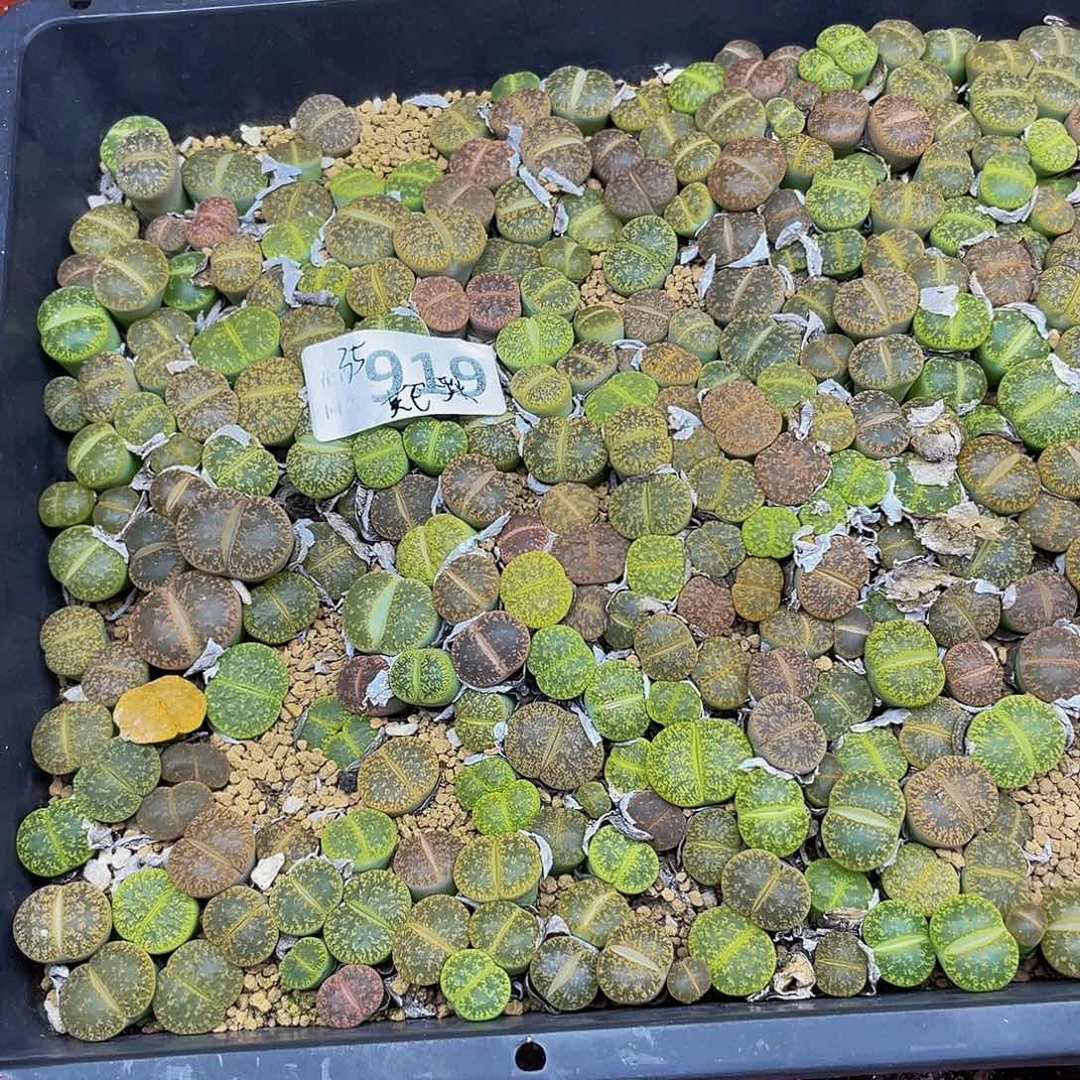 91900000花花花花花
