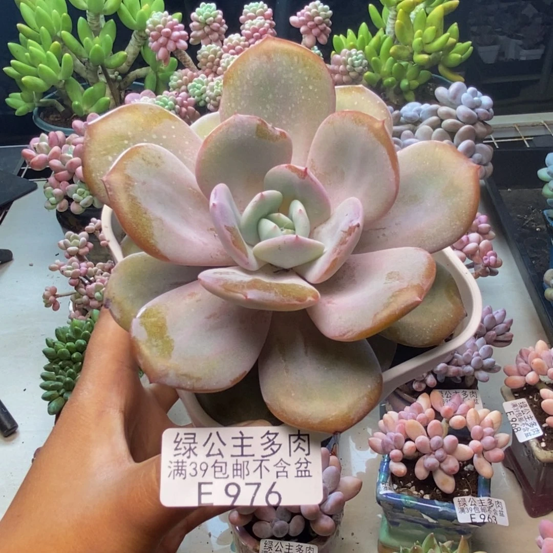 976丸叶奶茶多肉10