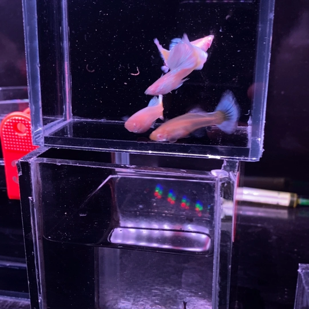 孔雀鱼雪豹白子两对