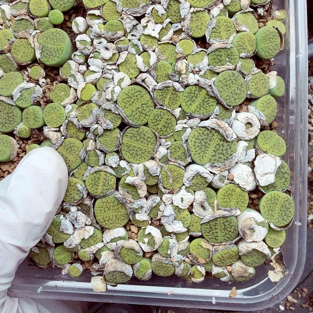 晴**璃我要做点别的工作呀771