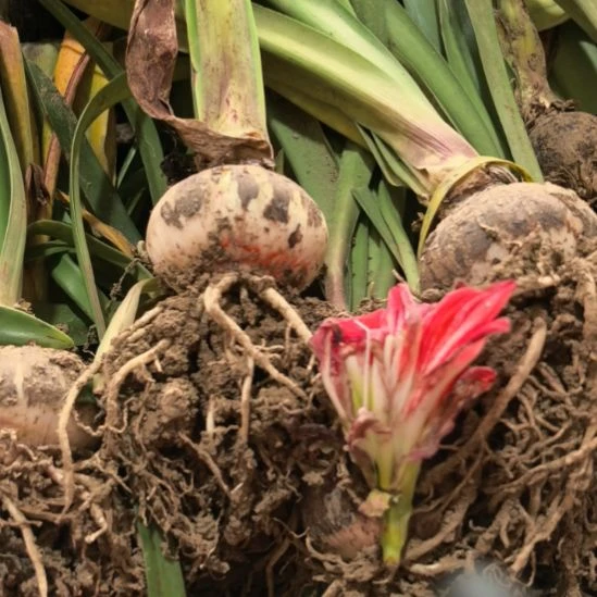 当前无花栽培后可以开花混球6厘米裸根球