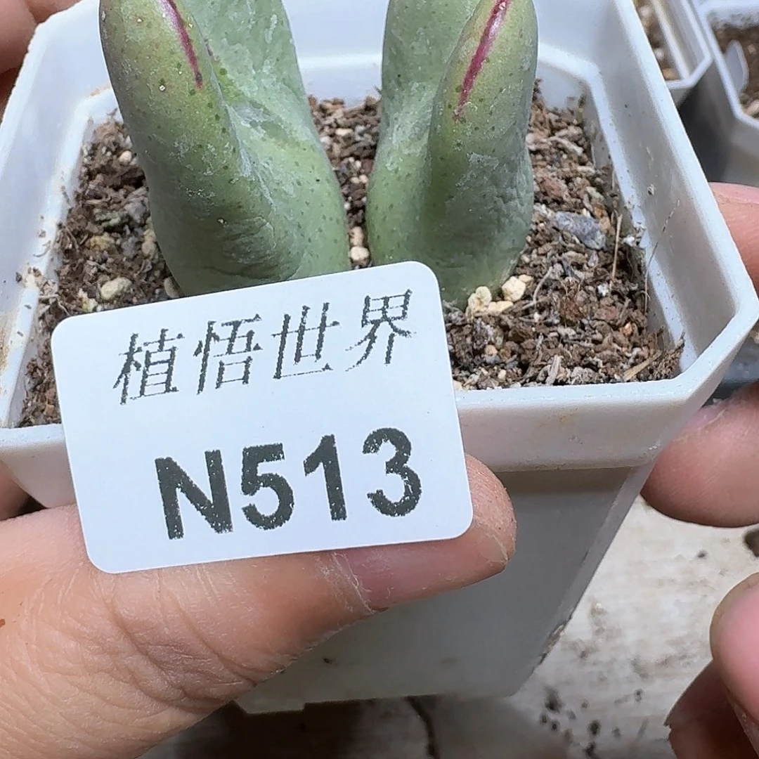 513号多肉植物哇fv