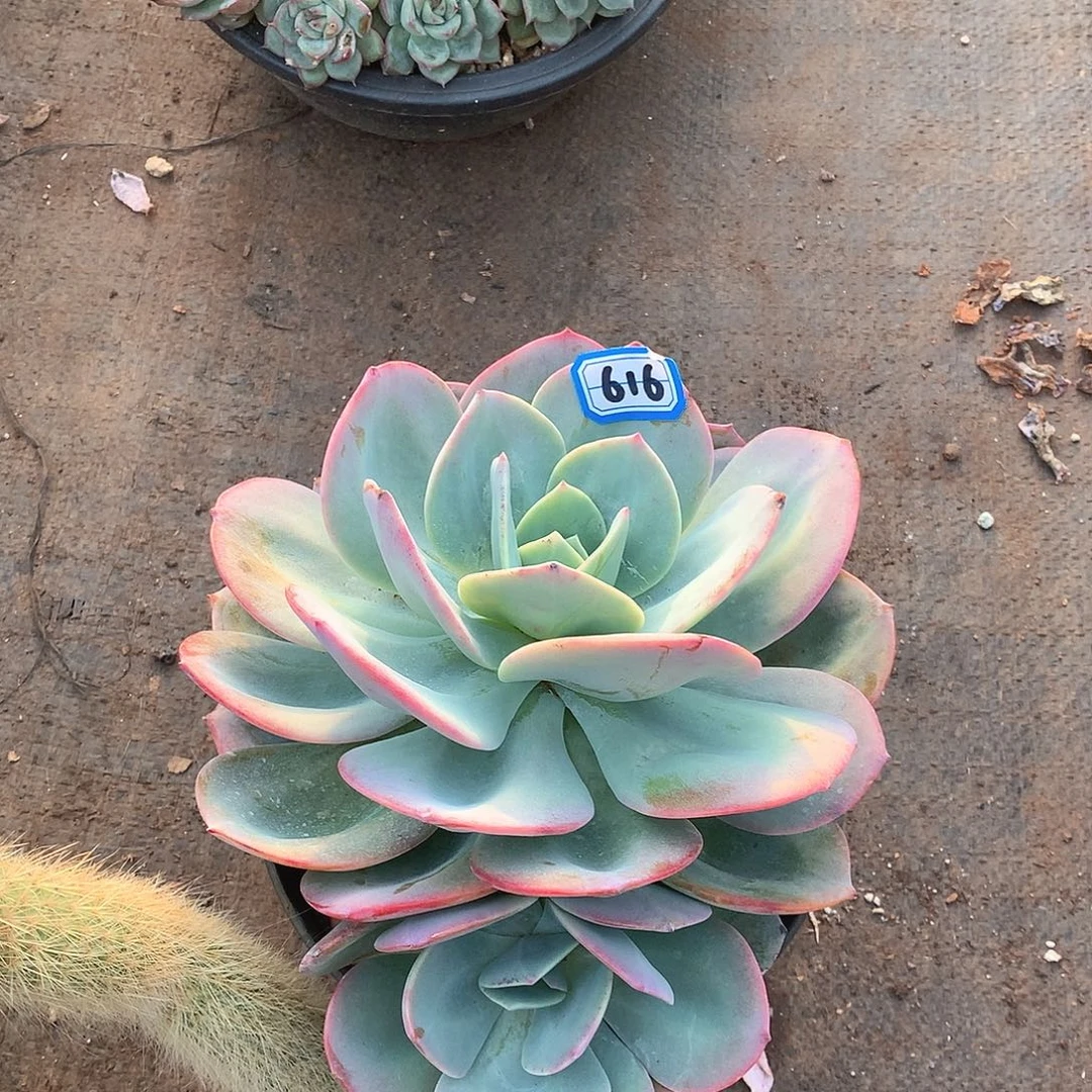 616血凤一物一拍多肉