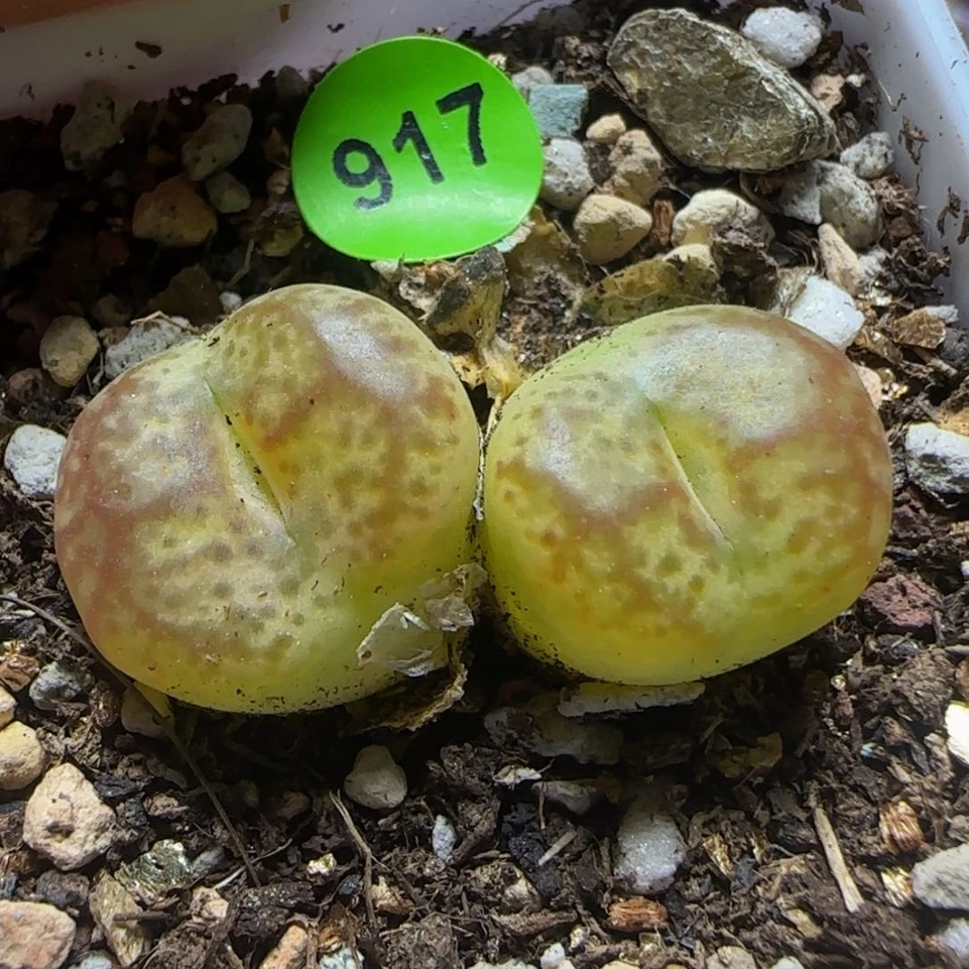 杂交漂亮多肉植物917