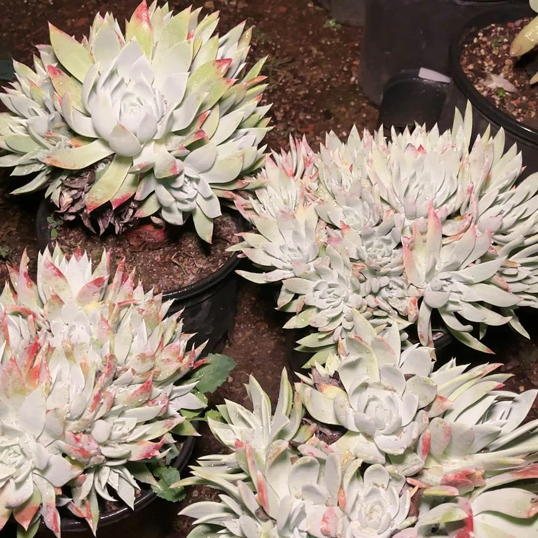 刘丹杂交仙女杯多肉量拍一颗