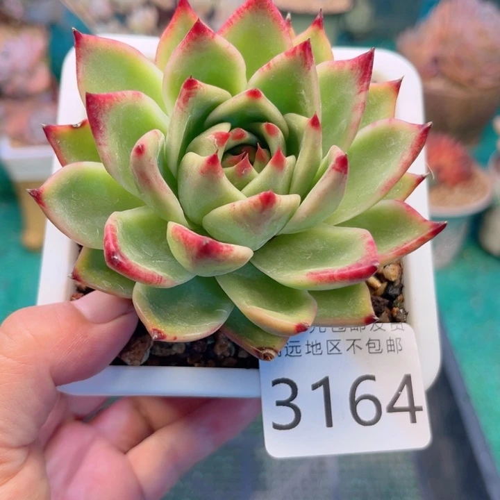 大3164；xvfzvxbvbvv