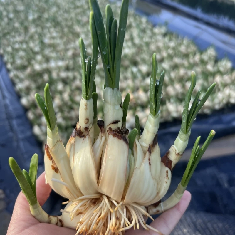 君之乐专属【新号福利】八切口雕刻水仙花王八字切单瓣浓香花卉植物