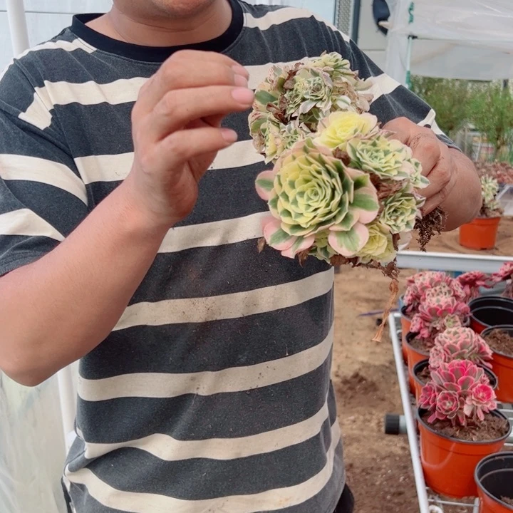 两颗小迈巴赫多肉法师