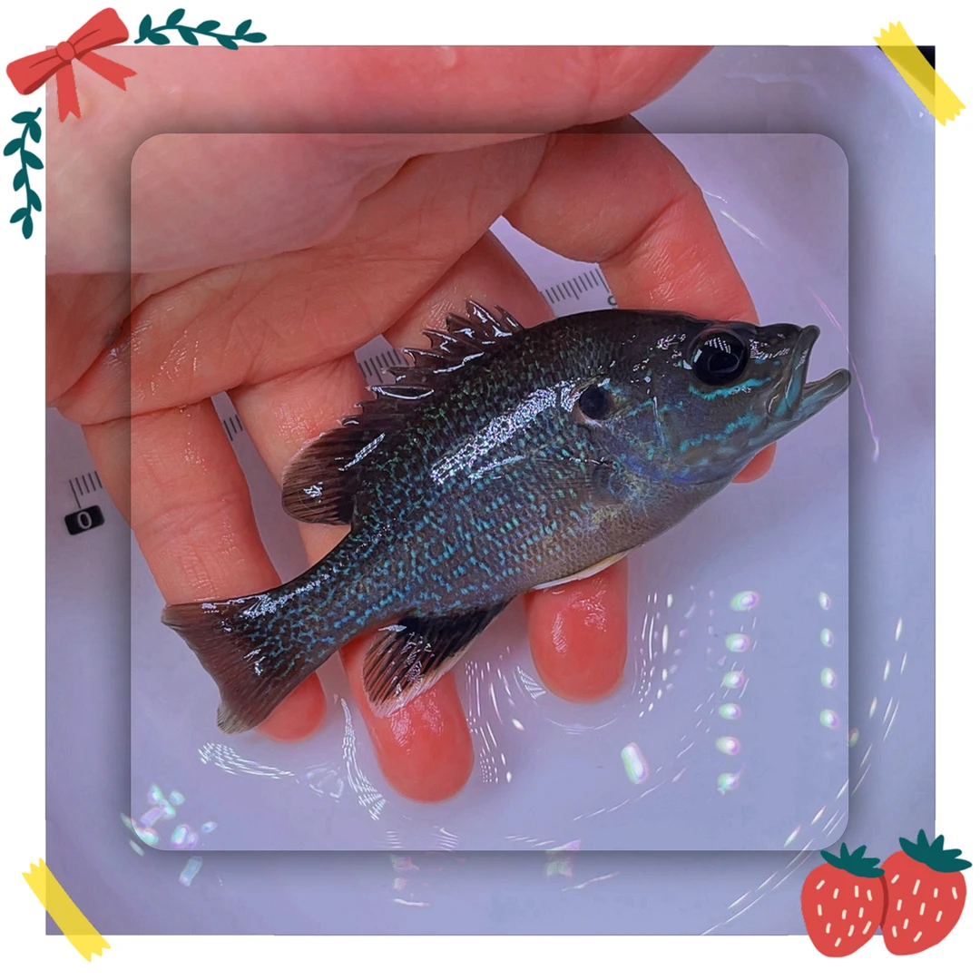 【养不si的鱼】原生太阳鱼 蓝腮水花 自然环境群游鱼 烈性十足