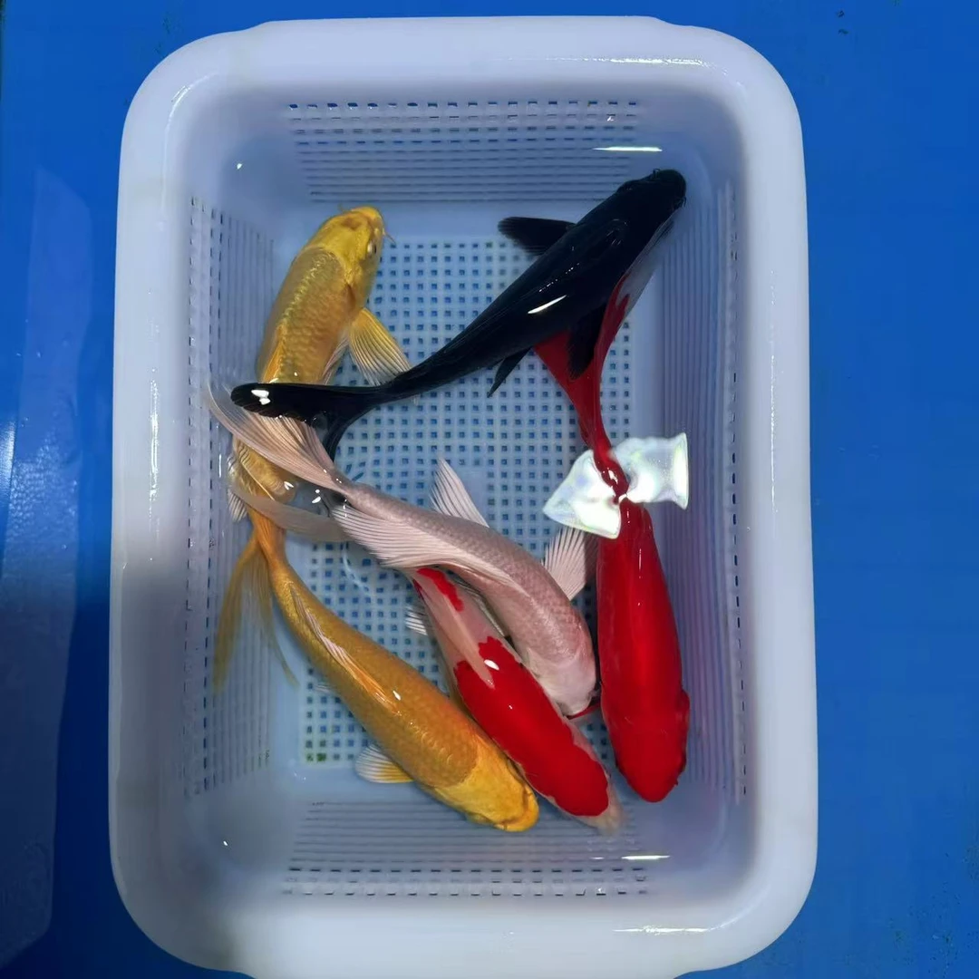 锦鲤草金1红1红白2黄1白1黑（13-15厘米）6条红白红是草金观赏鱼