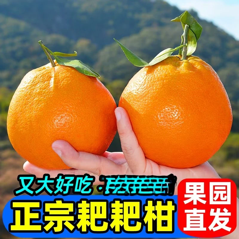 【头茬鲜果】四川正宗春见耙耙柑新鲜水果现摘现发皮薄爆汁产地直发