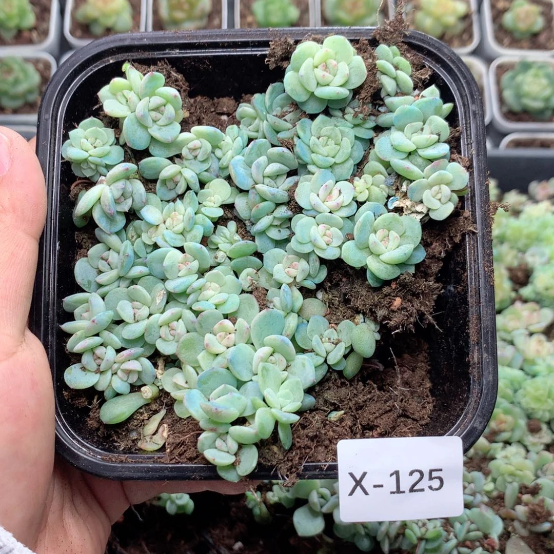 无花朵X125月英语英语