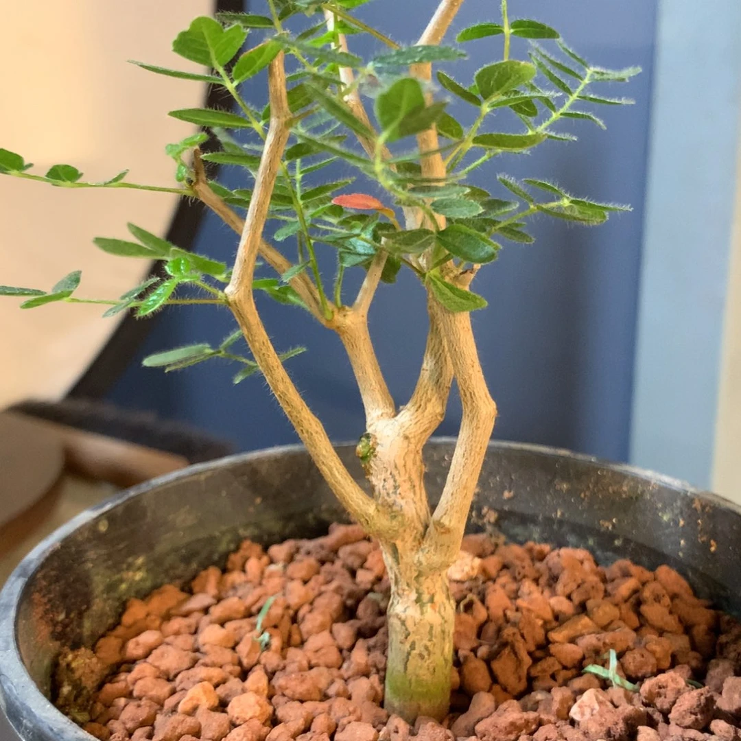 易***川滔天橄榄实生带盆