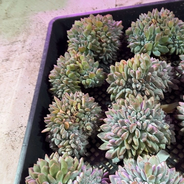 福利，正版石榴籽缀化朵一颗