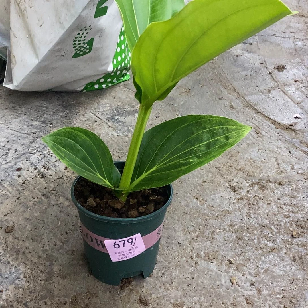 薇**M木本花卉679