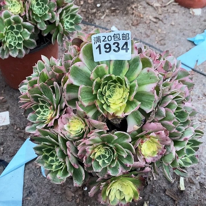 1934 一颗海王发誓