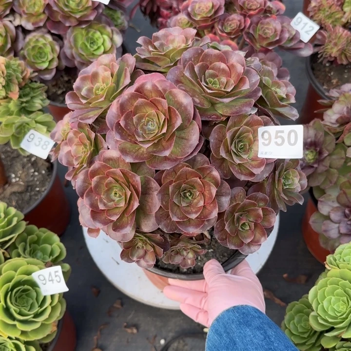 多肉植物魅金950号