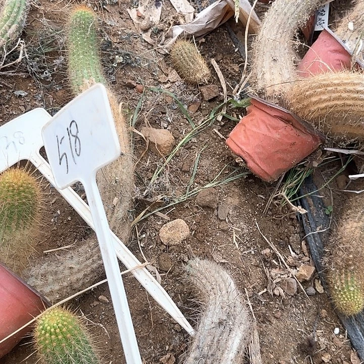我***豆518号毛花柱超级橙瑕疵20