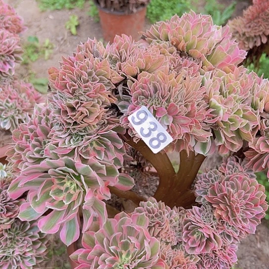 一***鸢多肉植物一个女巫追