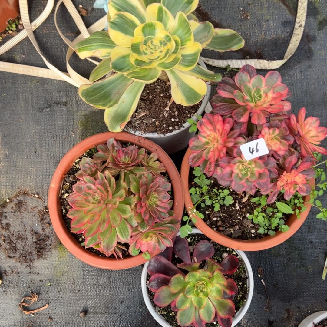 46四颗多肉系多肉系