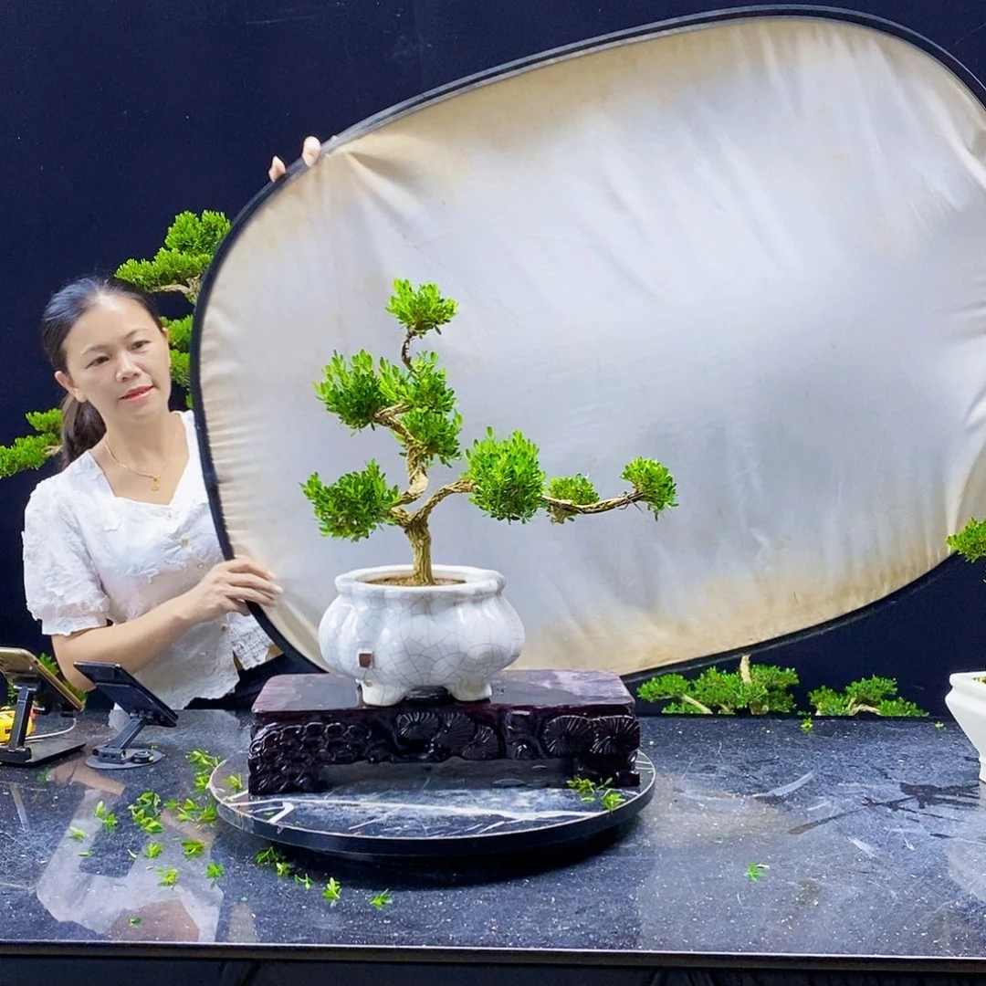 无花朵黄杨盆景造型