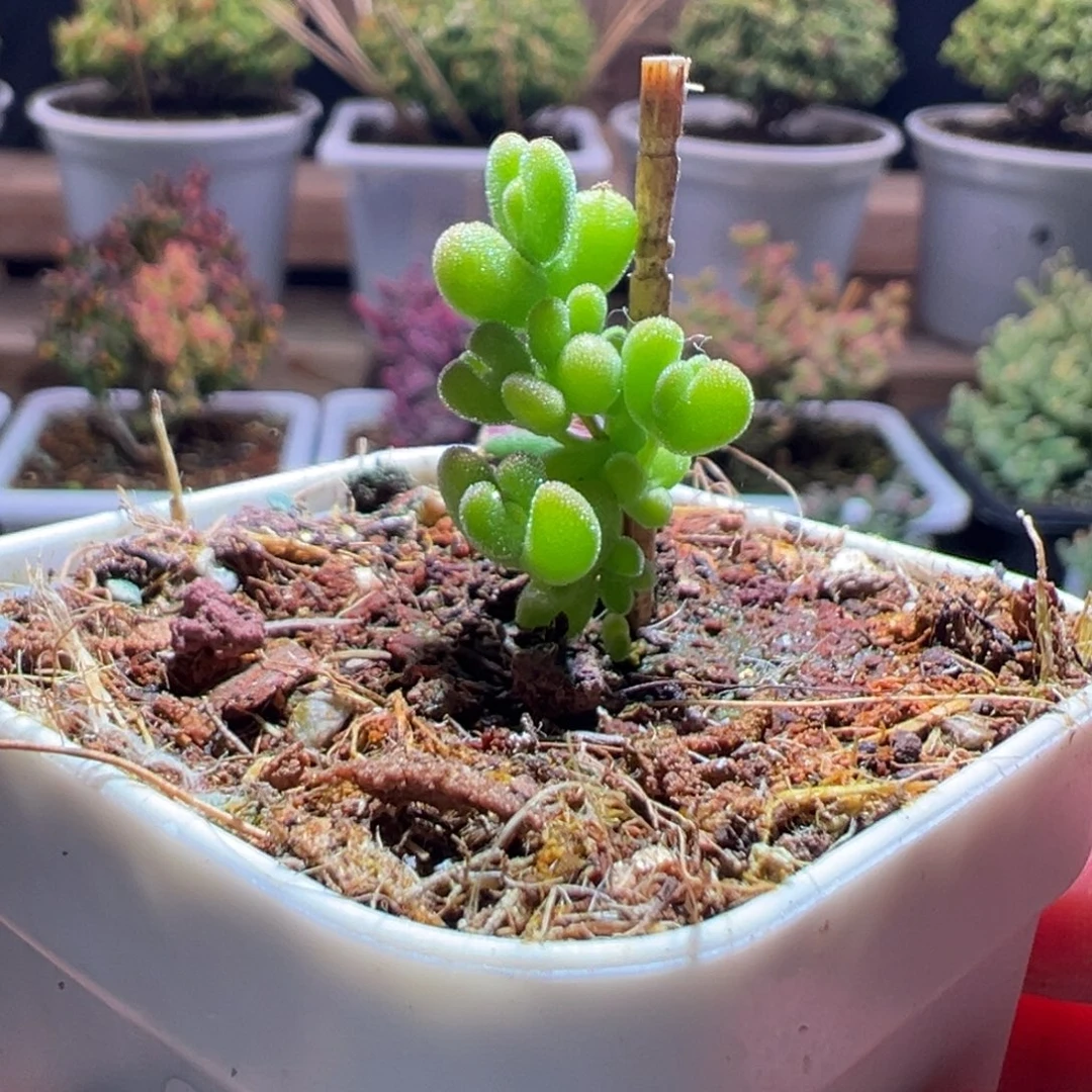 132黄金莱斯一物一拍包开箱