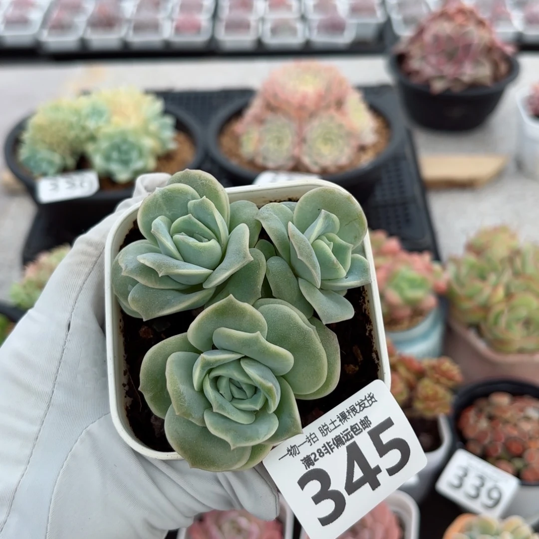 可爱玫瑰无盆土发货