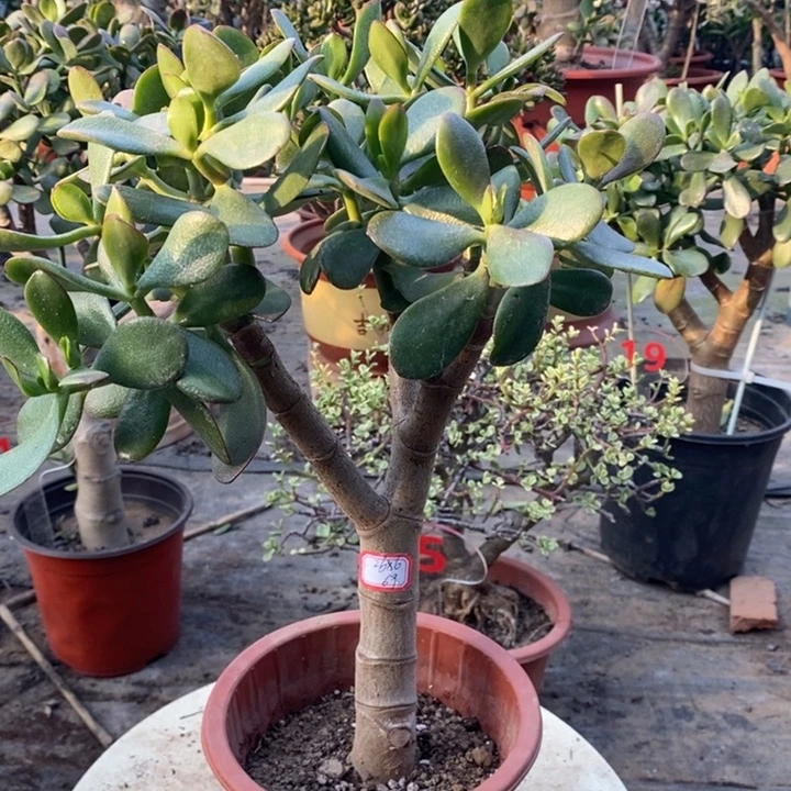 娟***韩国紫叶一物一拍