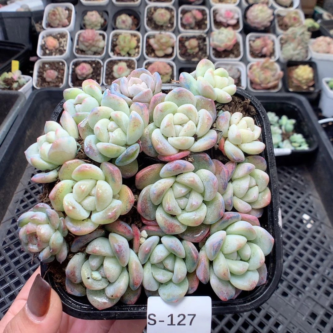 无花朵S127英语英语