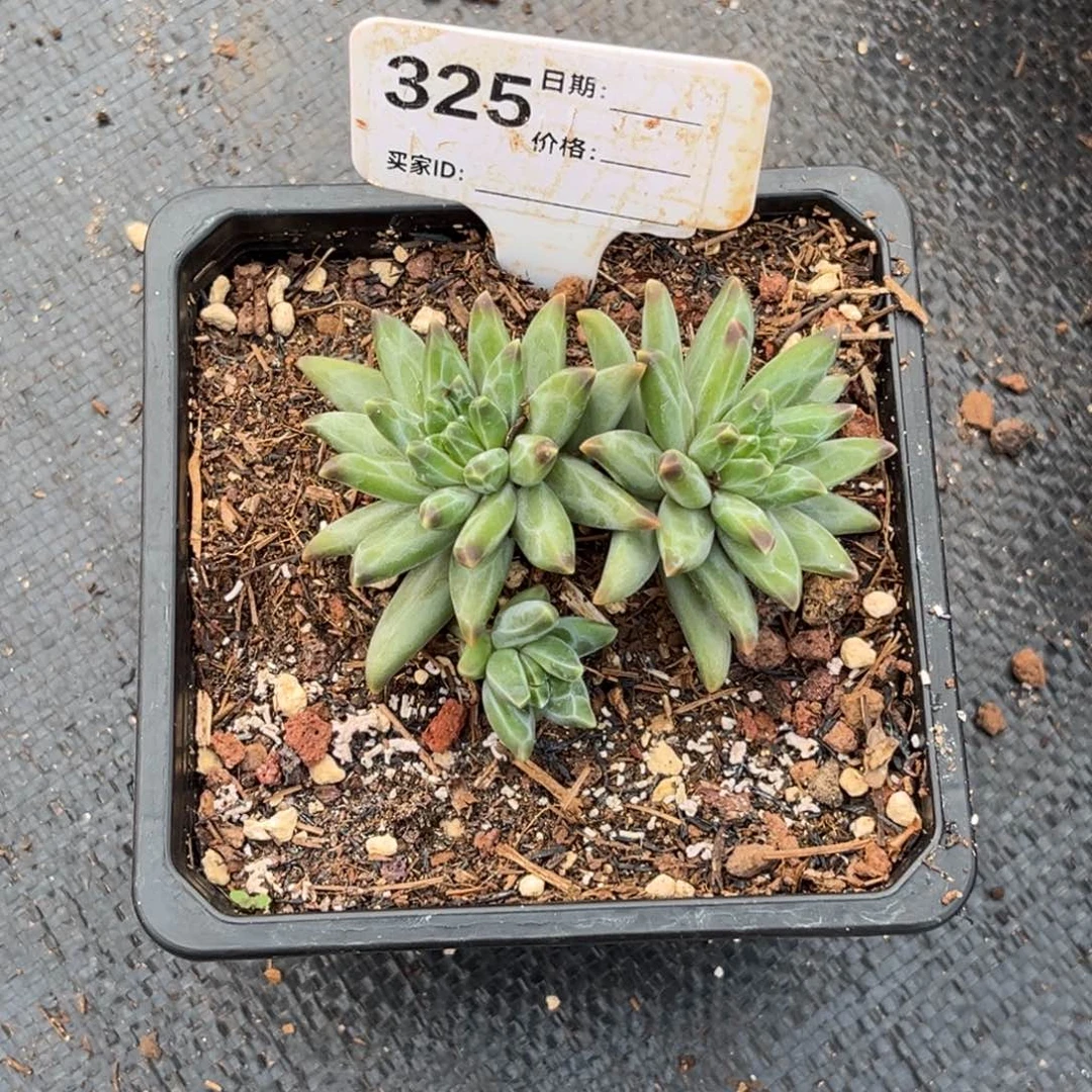梵高多肉植物的325