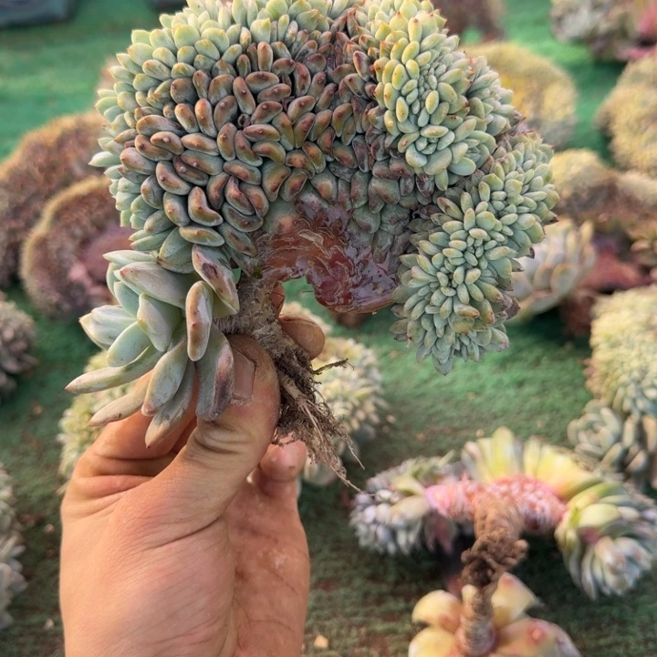 星影树缀无砍多肉