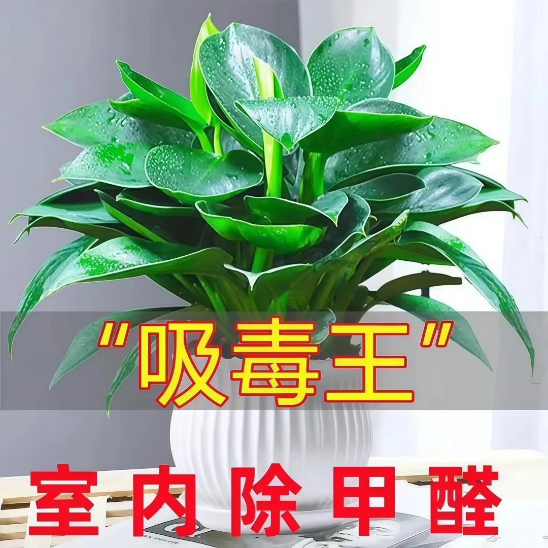 金钻盆栽植物水培土培室内外四季常青客厅吸甲醛四季种绿公主绿植