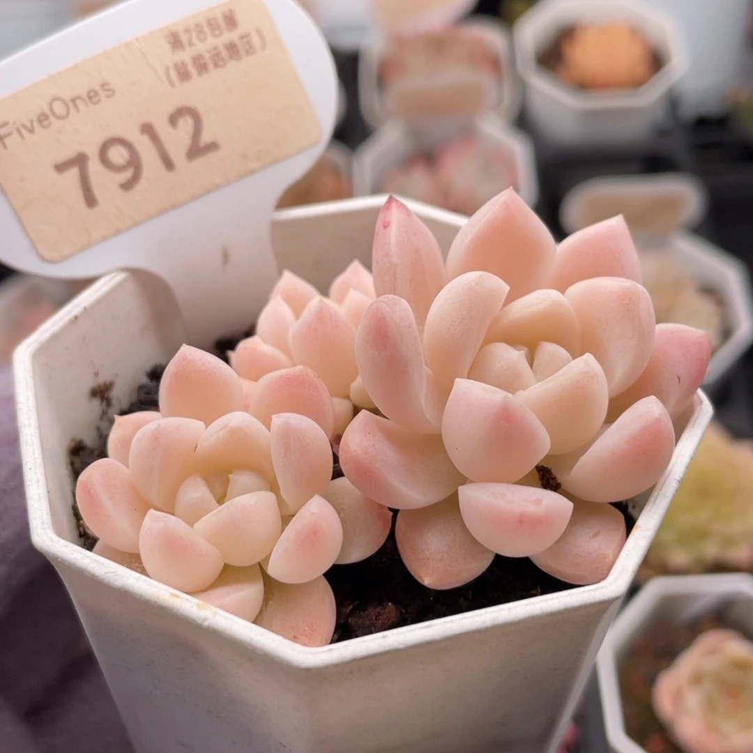 白雪7912-6.0厘米