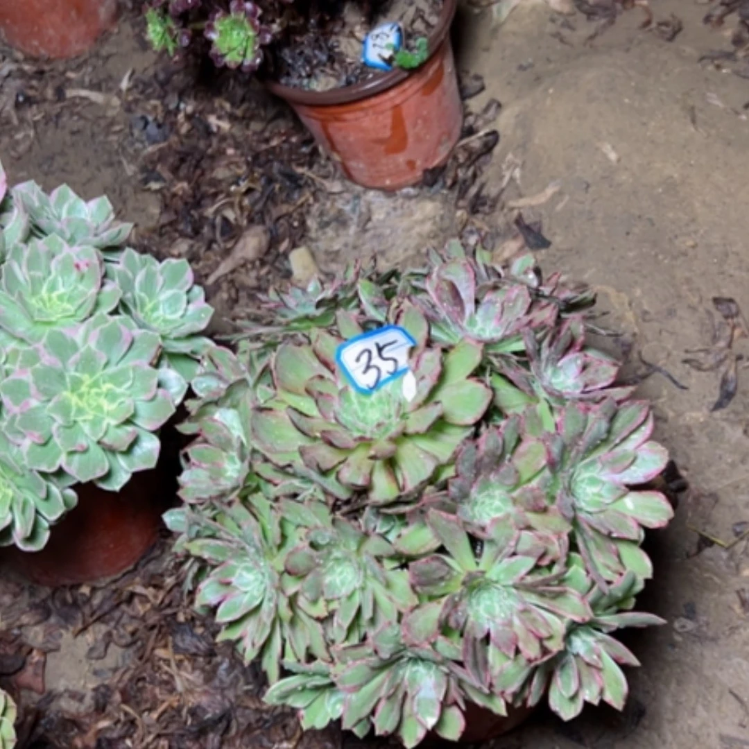 【闪购商品】莲花35