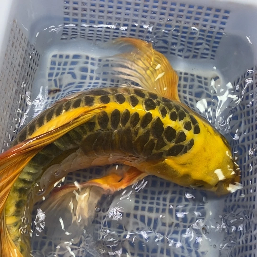 锦鲤冷水锦鲤包邮