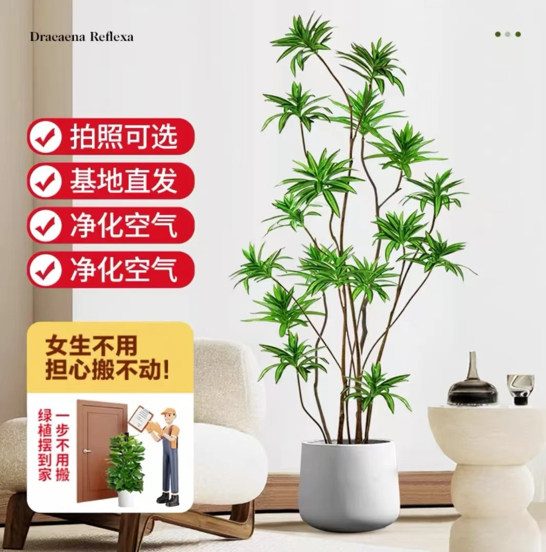 金心百合竹室内种植盆栽净化空气大型四季常青好养网红植物