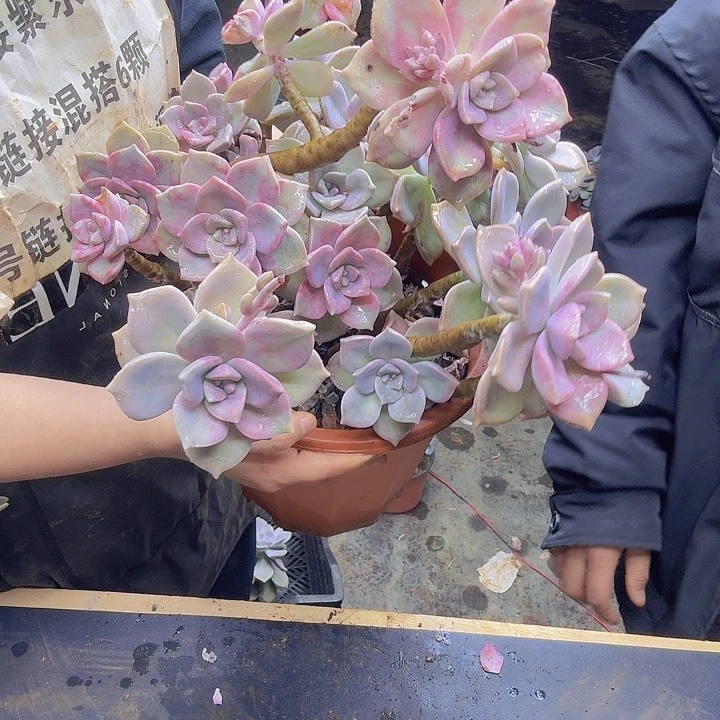 紫了紫了紫了紫了大紫了