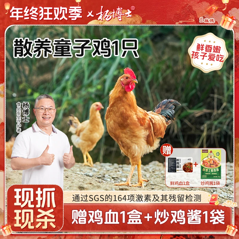 【1只童子鸡】杨博士皖南深山散养土鸡仔公鸡高蛋白 包冰率不含冰