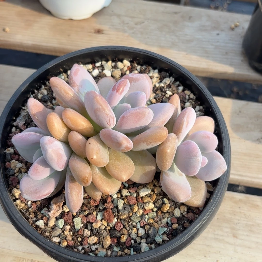 无花朵奥雪三头11111