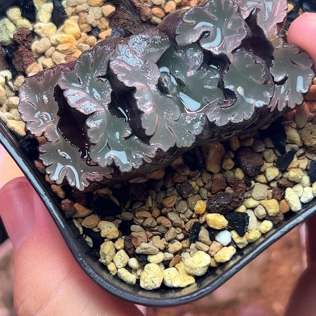 鬼岩城玉扇十二卷多肉植物