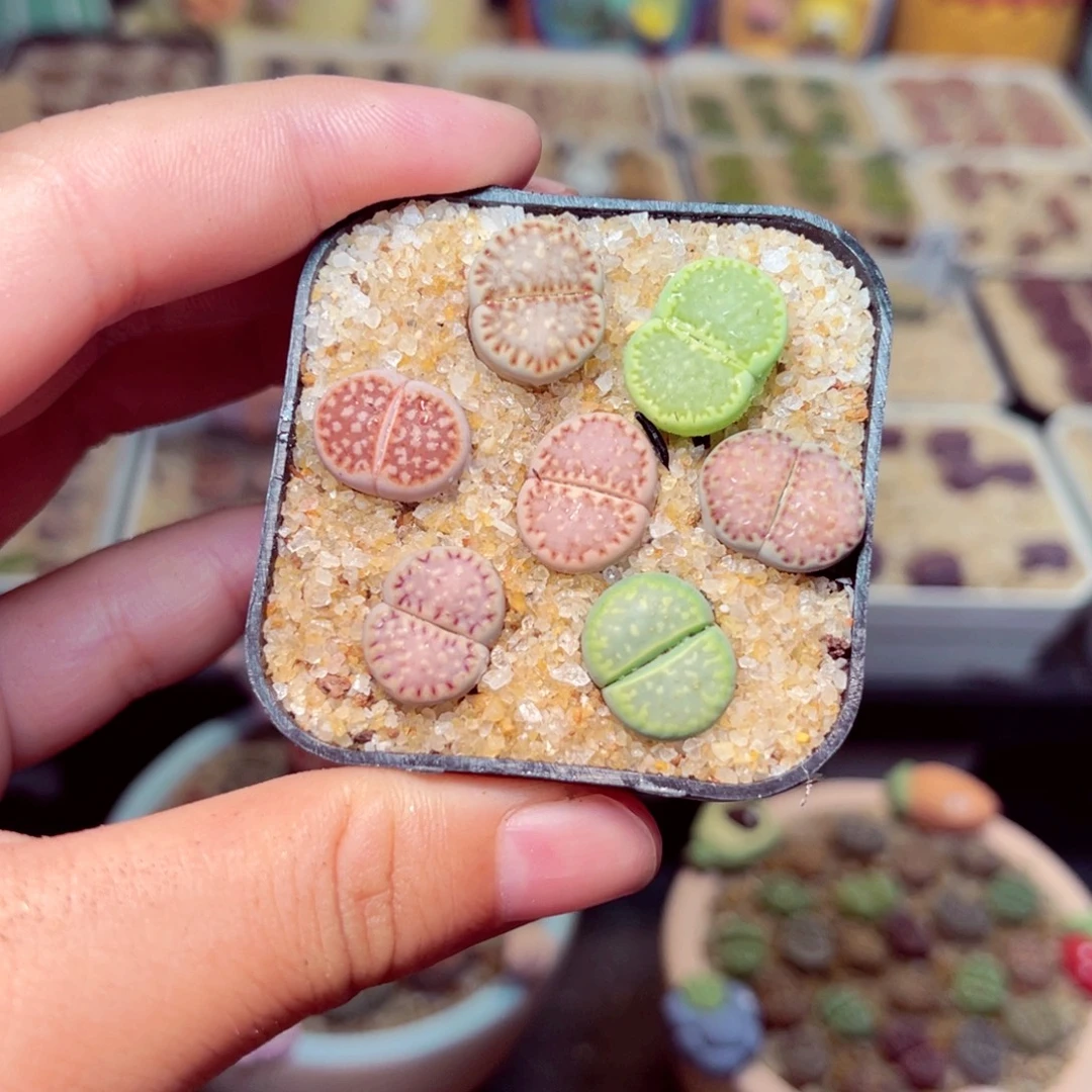 54号带盆包邮发货