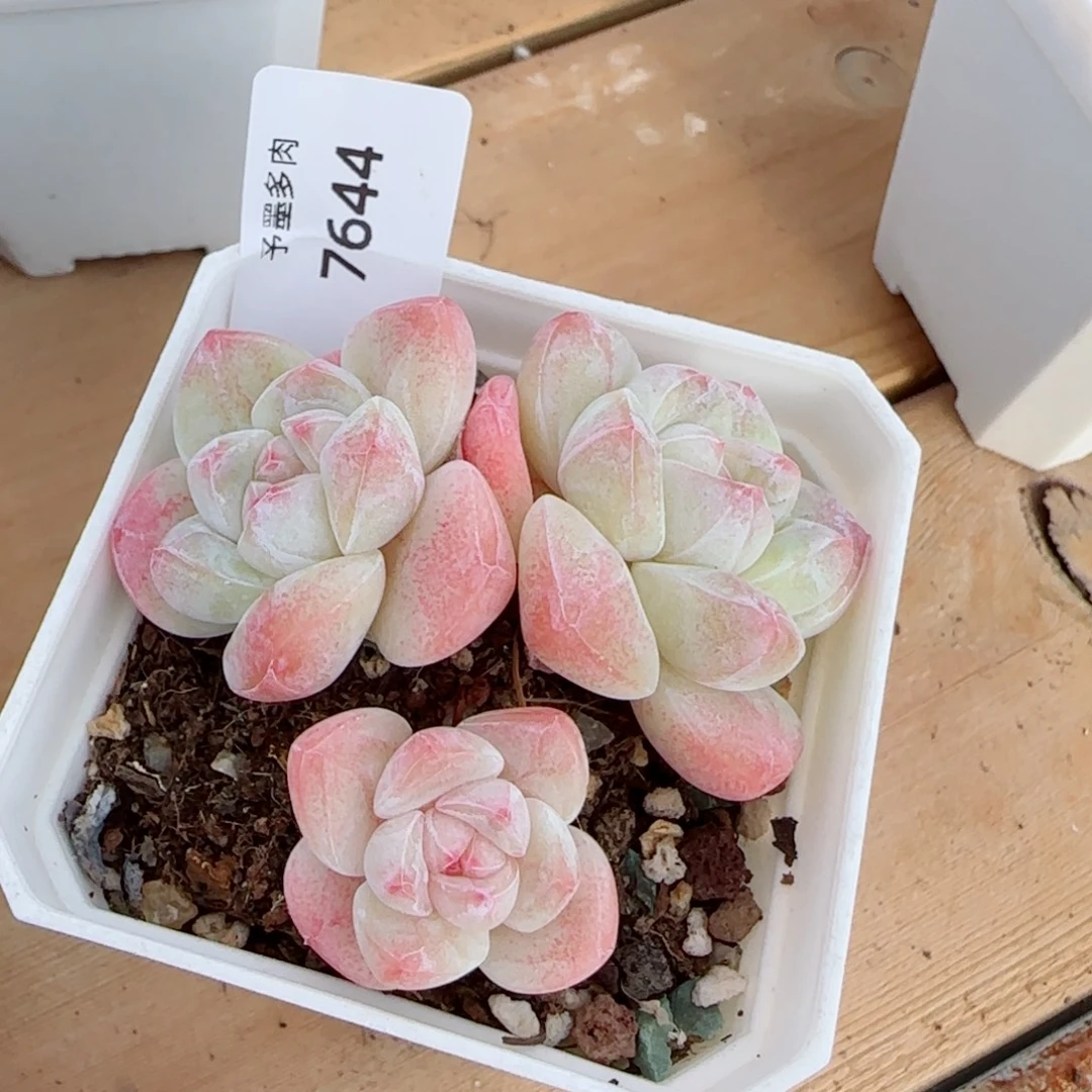 白底冰玉无砍，7644多肉植物