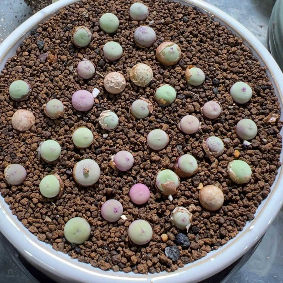 量拍sb1102v嘴一颗，多肉