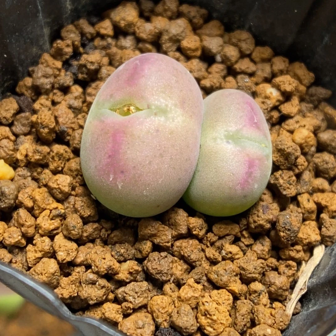 多肉植物肉锥杂交K-734（1.8）粉将杂