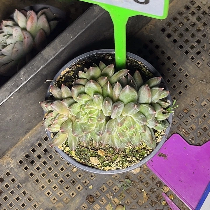 多肉植物彩体梵高598